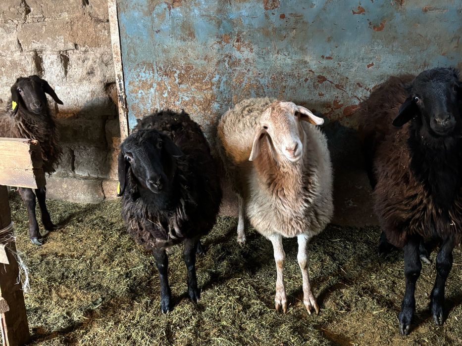 Домашние барашки