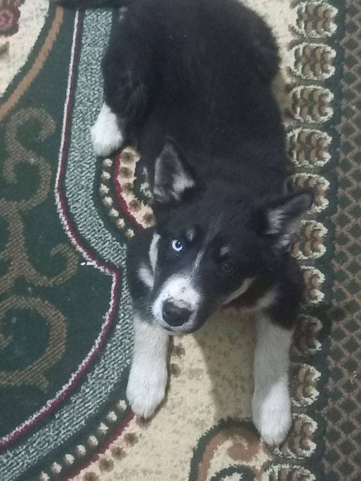 Продам щенок на добрый рук