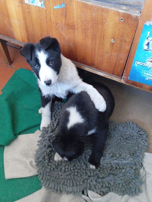 Щенки в добрые руки