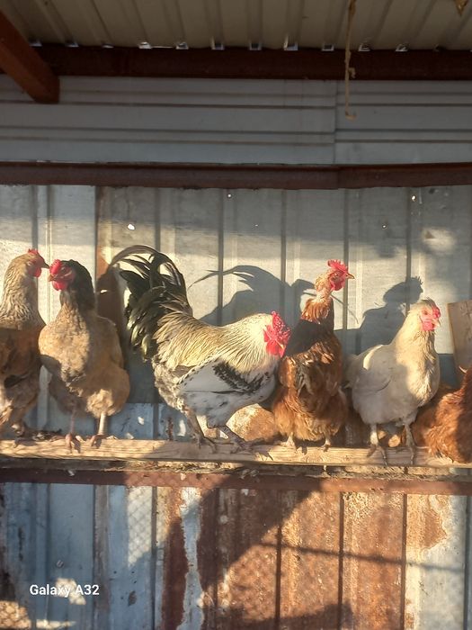 Атеш сатылады кзо