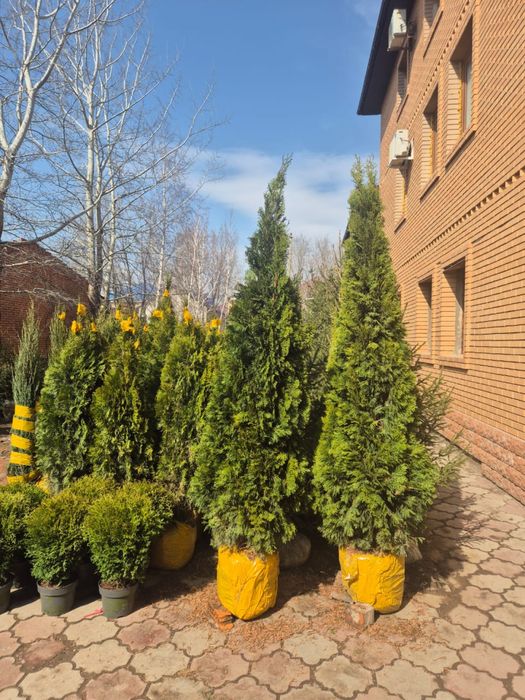Туя Смарагд Можжевельник