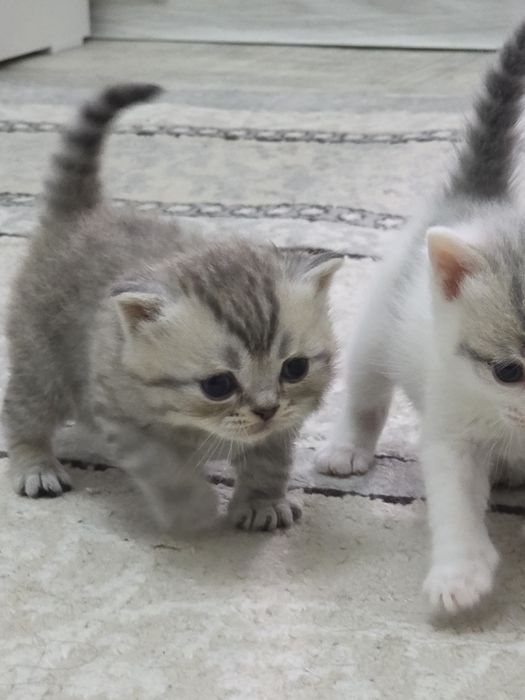 Продам котят 1 месяц