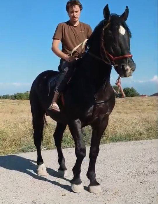 Жеребец айгыр лошадь
