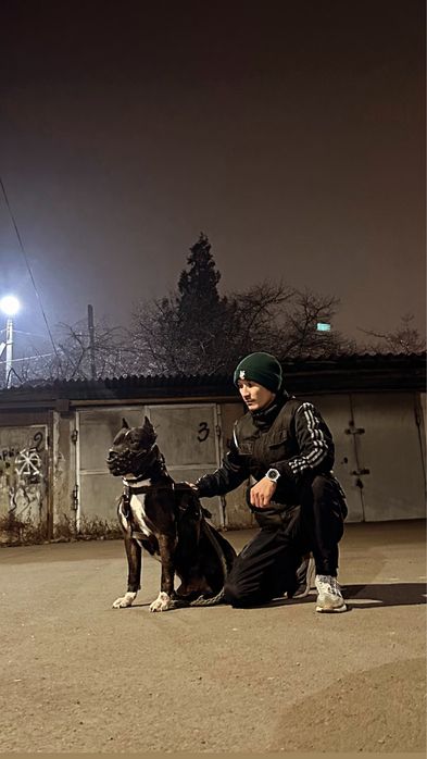 Питбуль Кабель Вязка мерль окрас мраморный