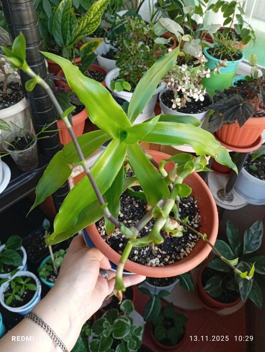 Продам комнатные растения