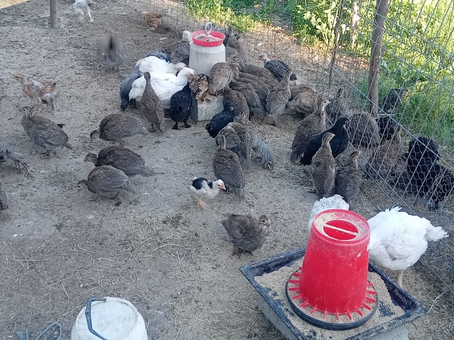 Pui,rațe, bibilici