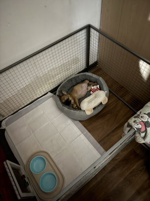 Французкий бульдок