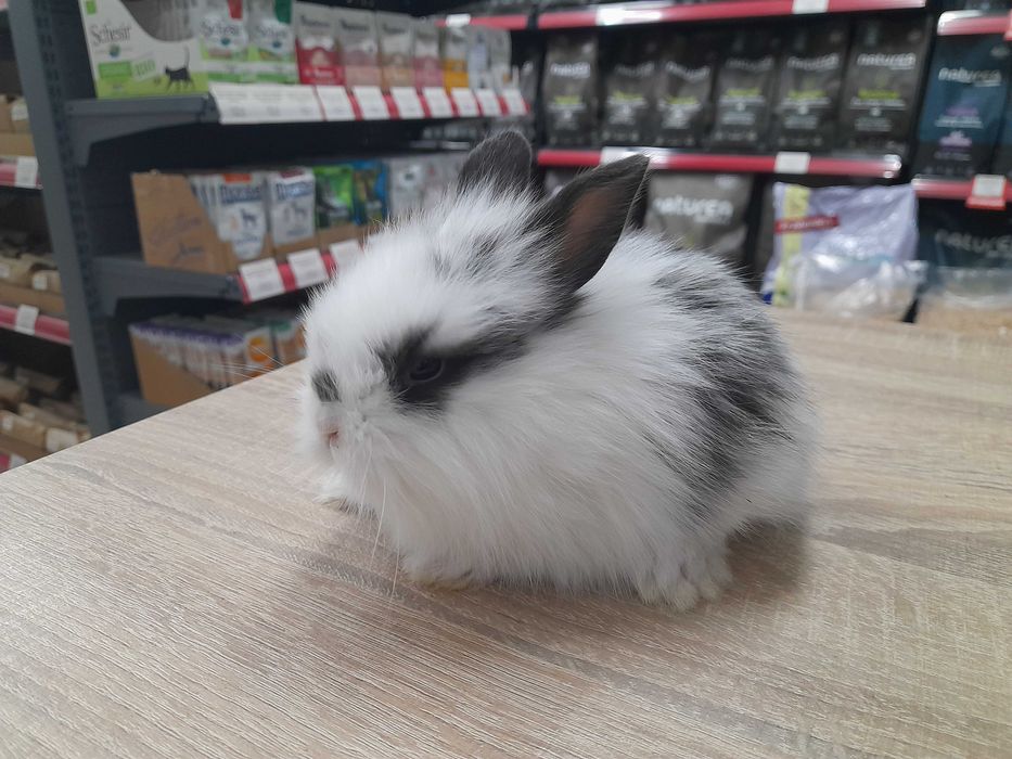 Декоративни мини зайчета