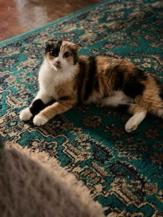 Кошечка в добрые руки.