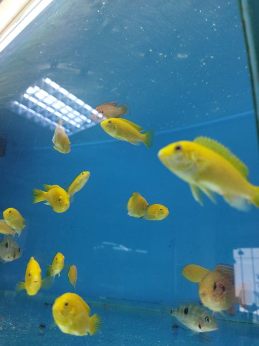 Аквариумная рыбка  в Афалине