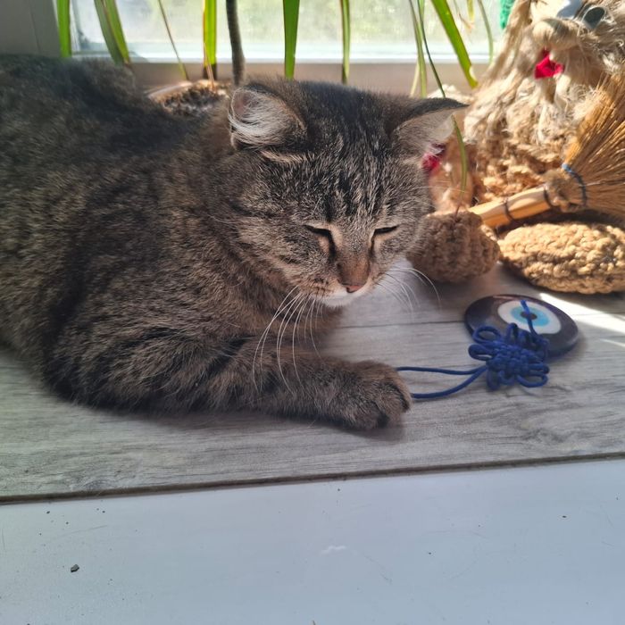 Отдам кошку в хорошие руки