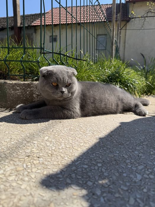 Scottish fold din parinti cu pedigree