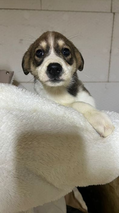 Щенята в добрые руки