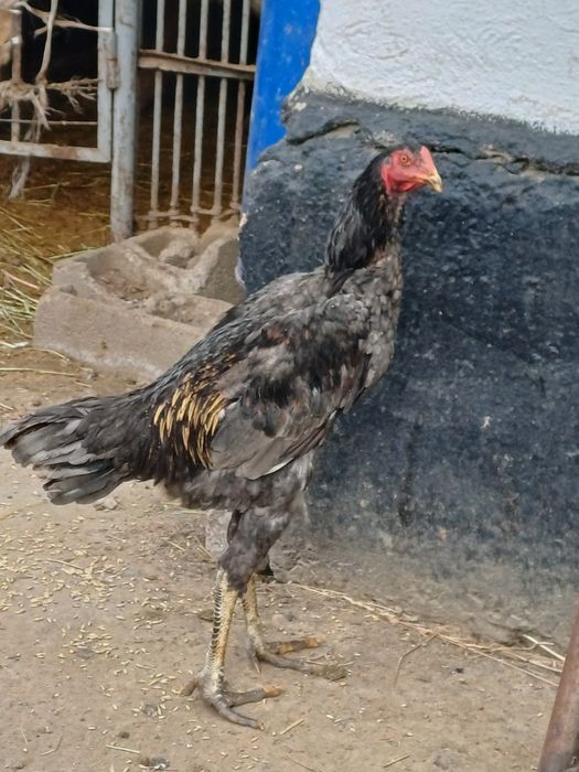 Пепельный петух дакан