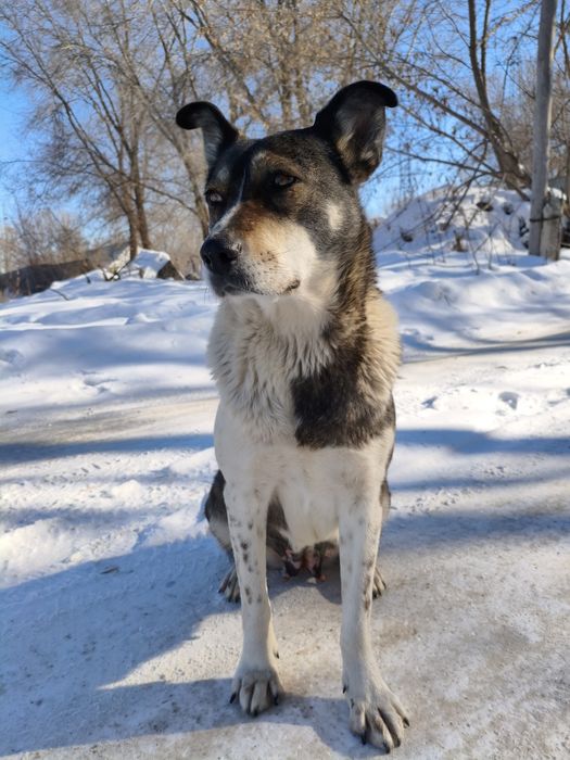 После паводка прибилась к дому собака.