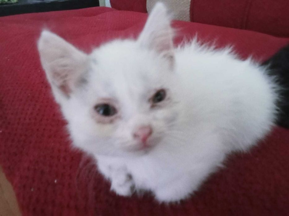 Отдам котят в хорошие руки
