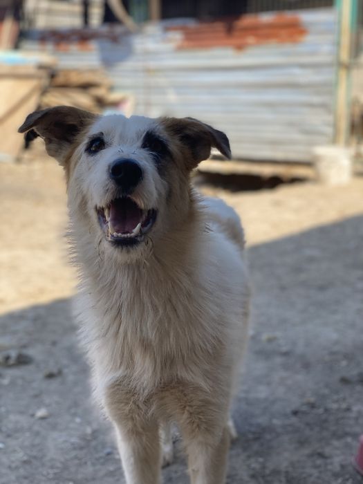 Собаки ищят дом есть доставка.