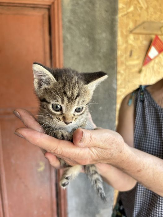 Котята