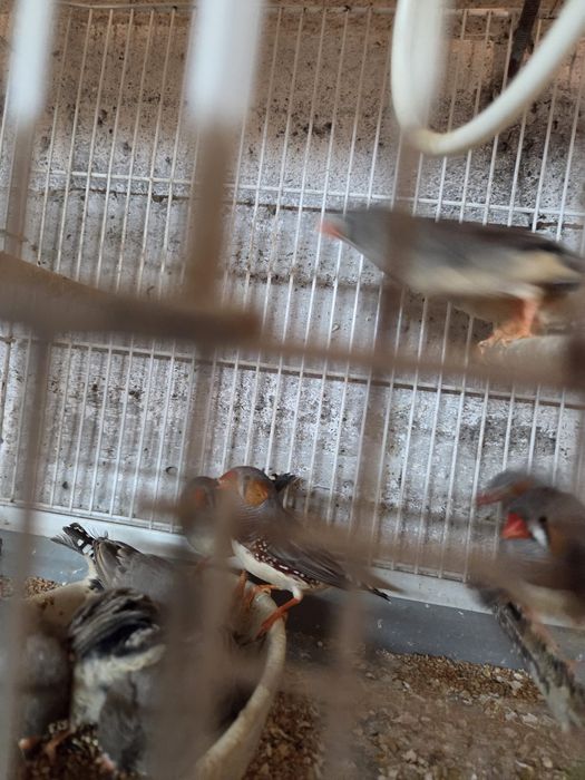 canari si zebre australiene