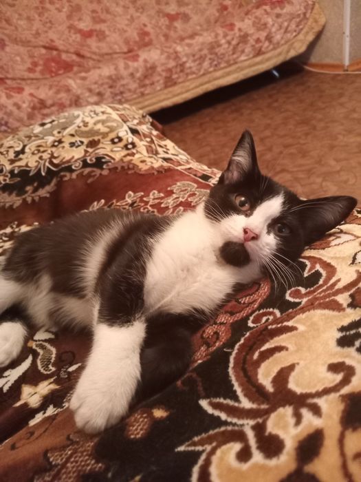 Котик икошечка чернобелая