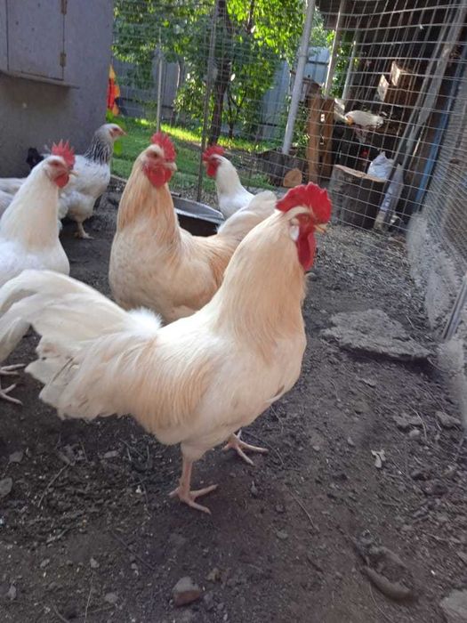 Петухи домашние молодые