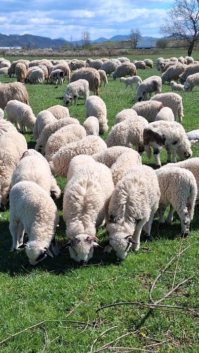 Miei pentru masa de Paște