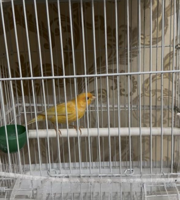 Канарейка самцы 2шт