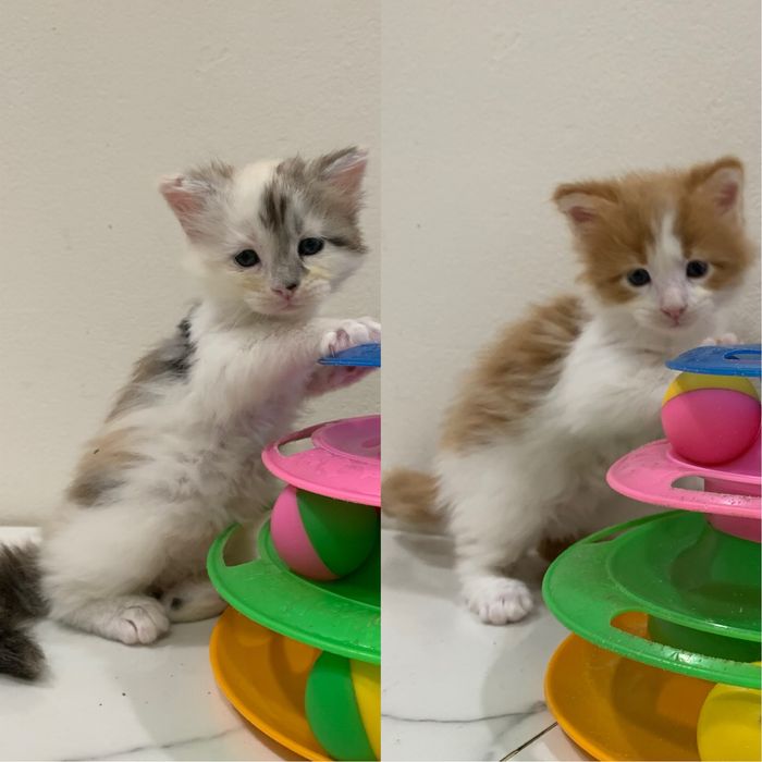 Девочки мейнкун с родословными