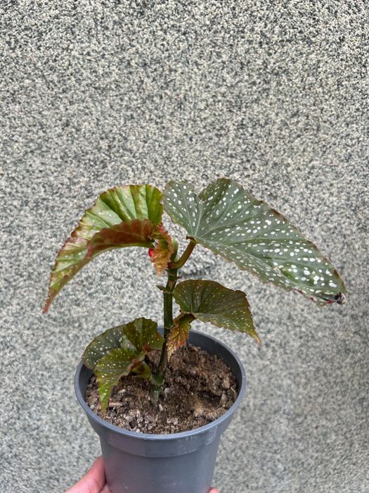 Комнатные  цветы