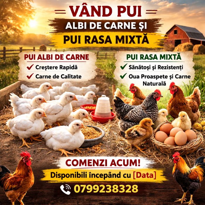 Pui rasa mixta si pui albi de carne