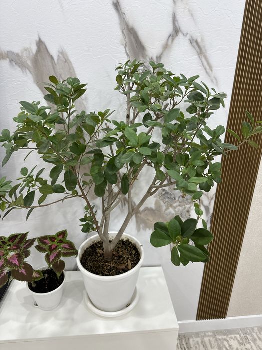 Декоротивное дерево