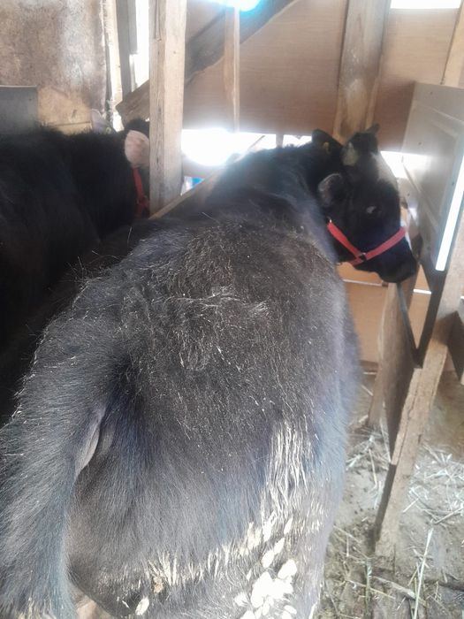 Сельхоз животные.