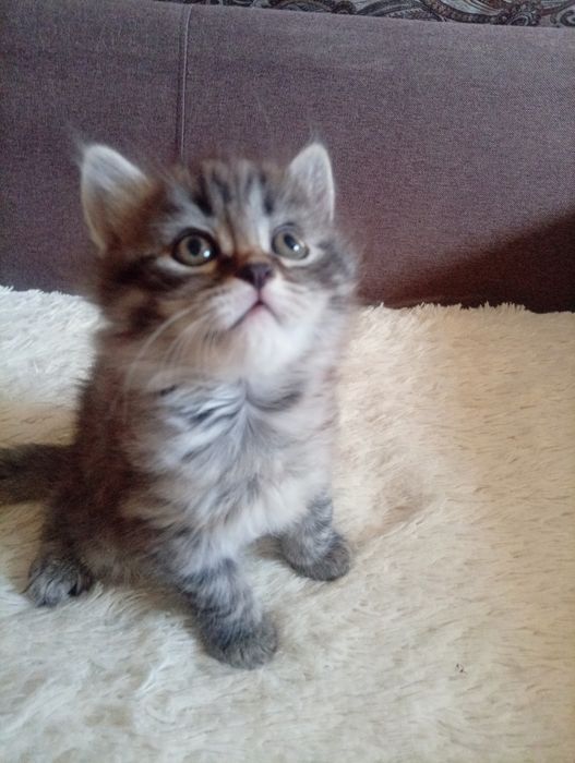 Котята мальчики .