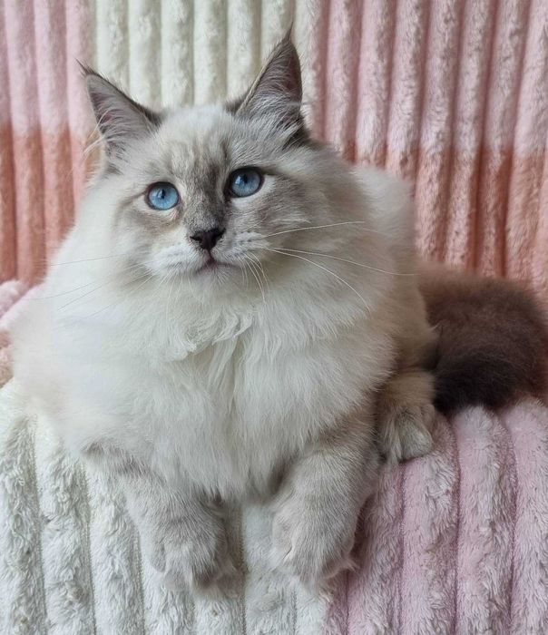 Сибирска-невска маскардна