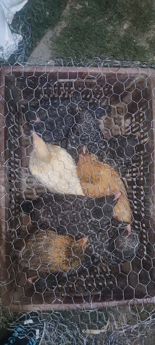 Vand pui crescuți Bio 35 lei bucata