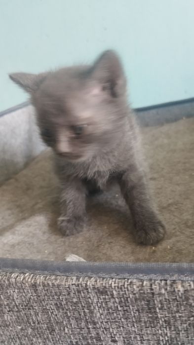 Отдам котят в хорошие руки
