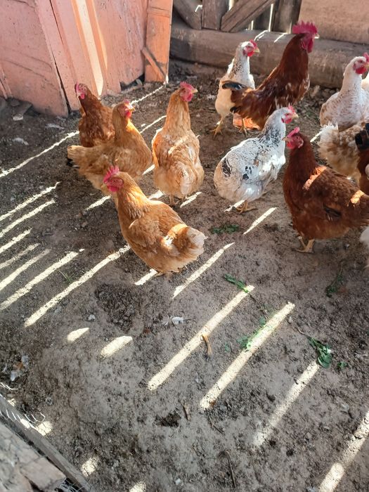 Vând găini ouătoare