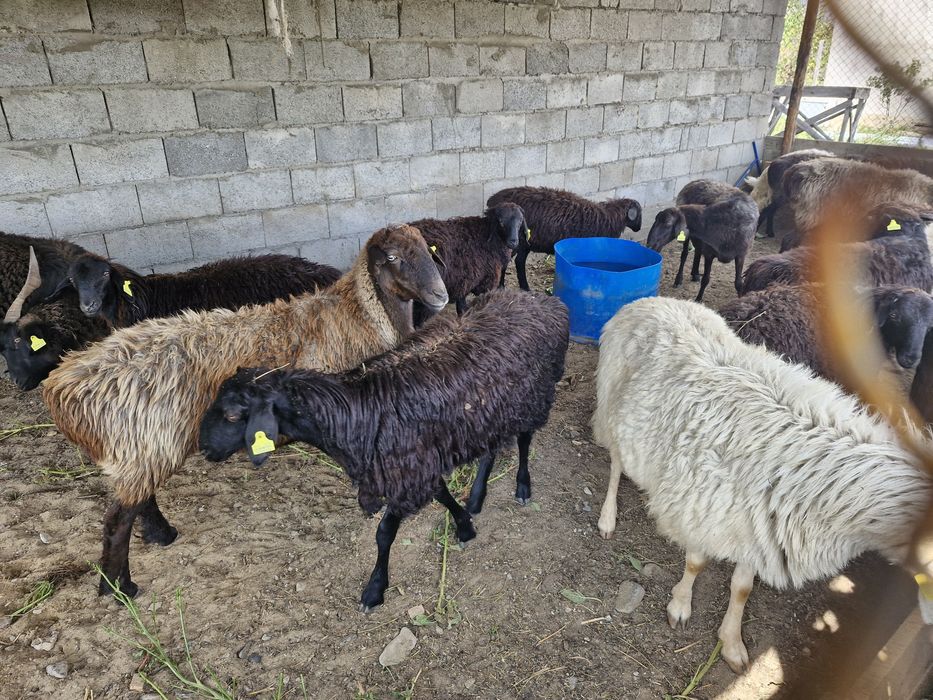 Қой сатамын. Продам баранов