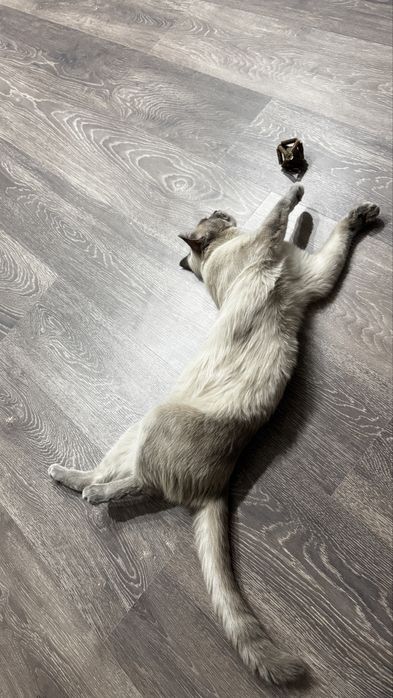Отдам кота в хорошие руки