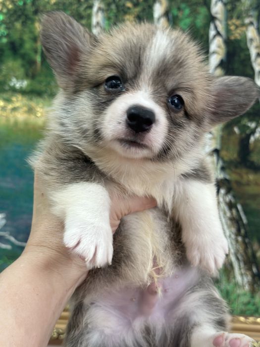 Супер детки вельш корги