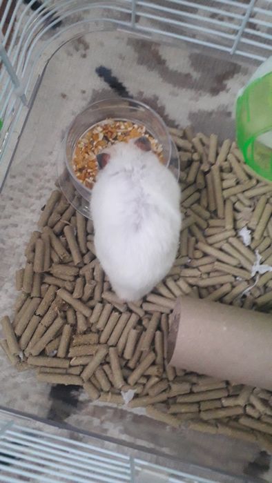 Клетка сотилади Хомяк билан бирга. Хомяк сирийский, угил бола.