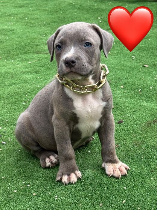Amstaff blue.