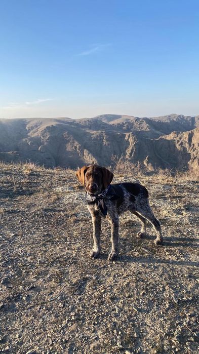 Продам курцхаар девочка