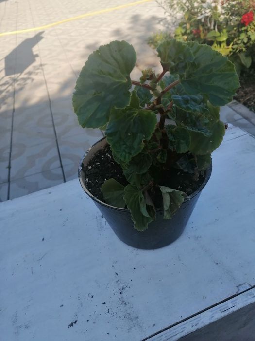 Продаю комнатные растения