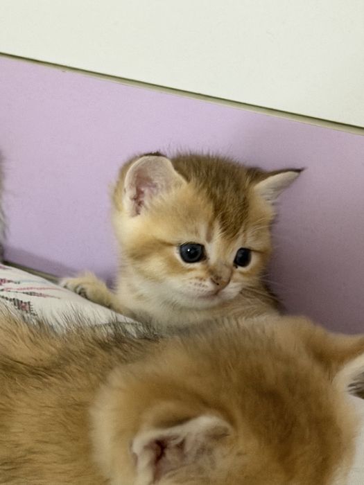 Золотые шиншиллы котята ny11/ny12