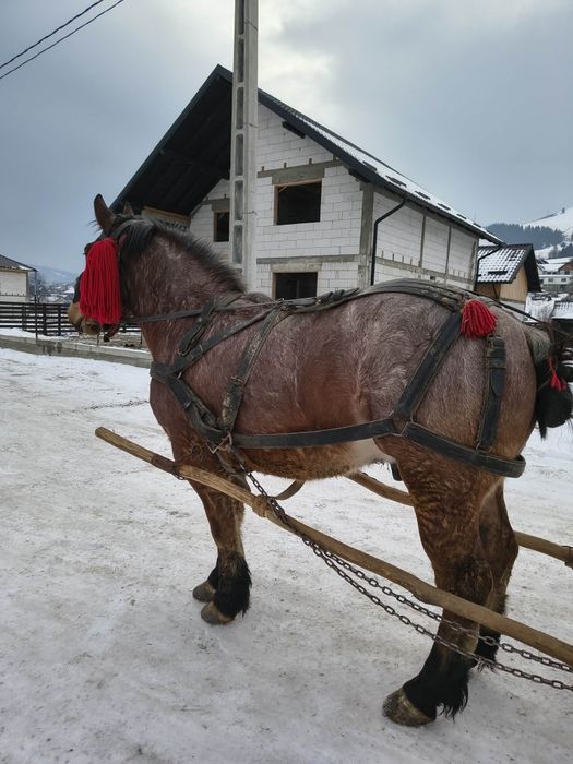 Vând mânz castrat de 2.5 ani învățat!