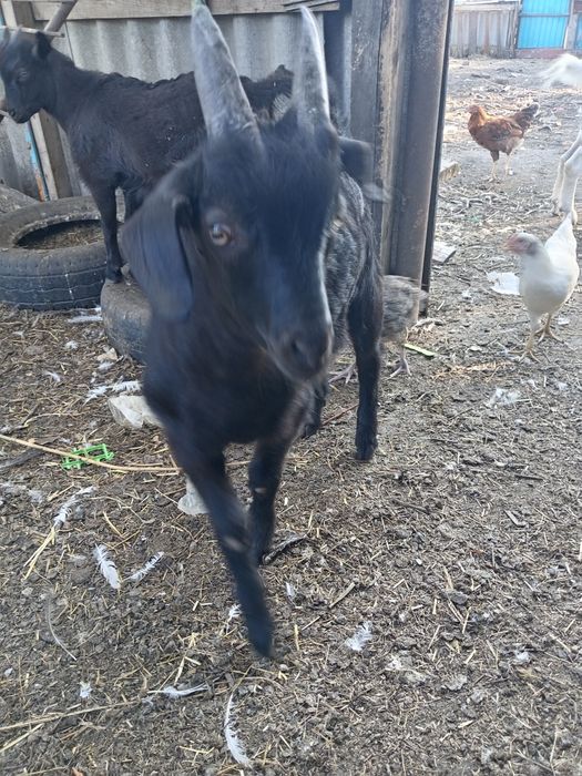 Козленка продам или обменяю