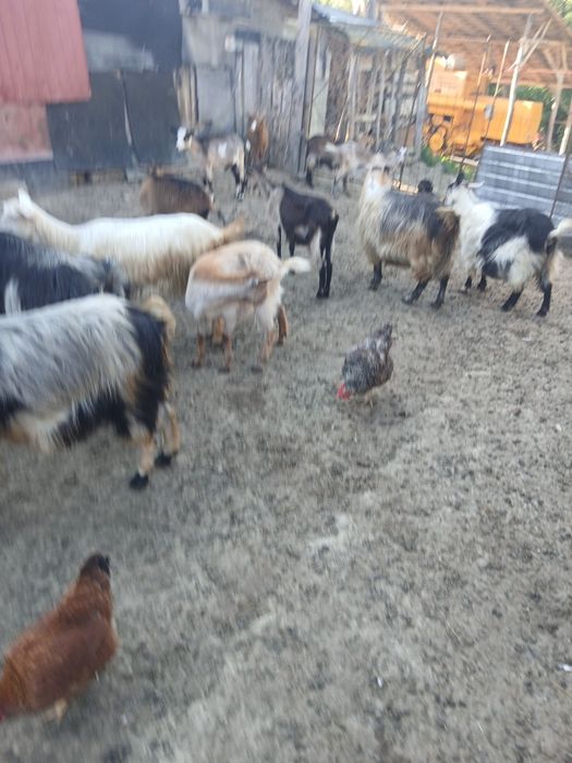 Capre cauta alta casa
