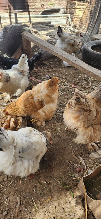 Домашние яйца есть брама можно на икубатор привитые цена договорная зв