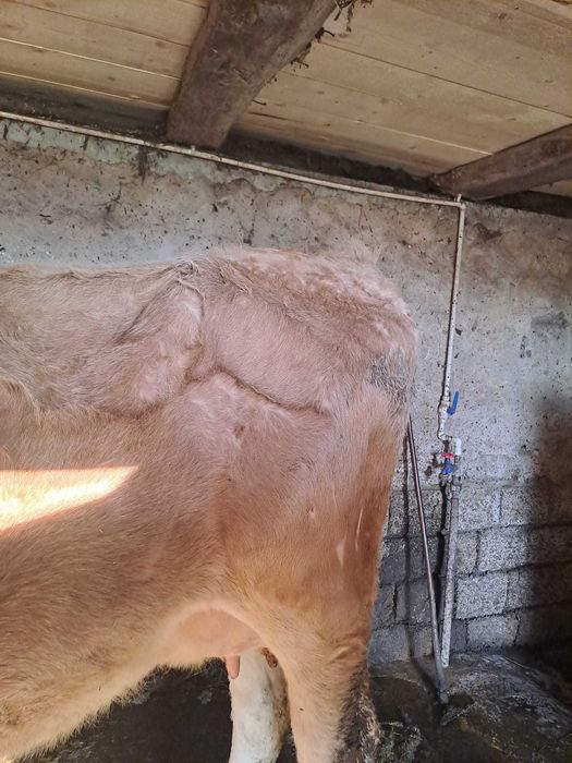 Vaca de vânzare cu vitel